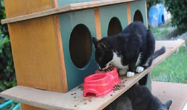 Bayraklı’da can dostlar için ‘bir kap su’ çağrısı