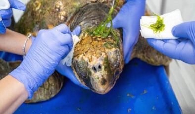 Körfez’deki yaralı Caretta caretta kurtarıldı